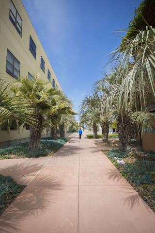 campus mini palms